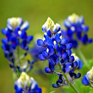 Bluebonnet Fields Soy Candles
